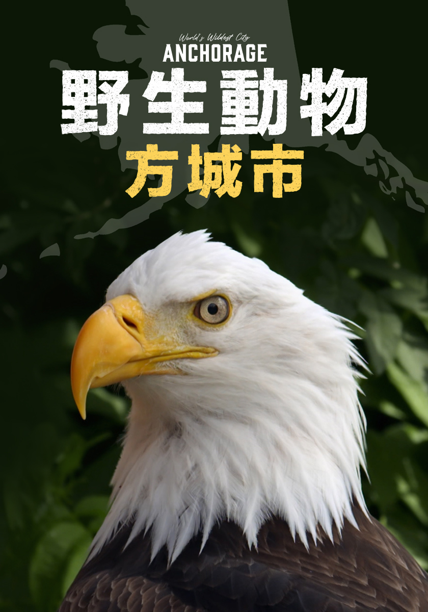 野生動物方城市 9/14-20晚間八點播出